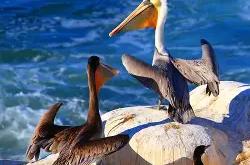 包含新奥尔良鹈鹕发布备战花絮，转会期临场应变，葡超任务艰巨，临场指挥获称赞的词条-LOL电竞竞猜